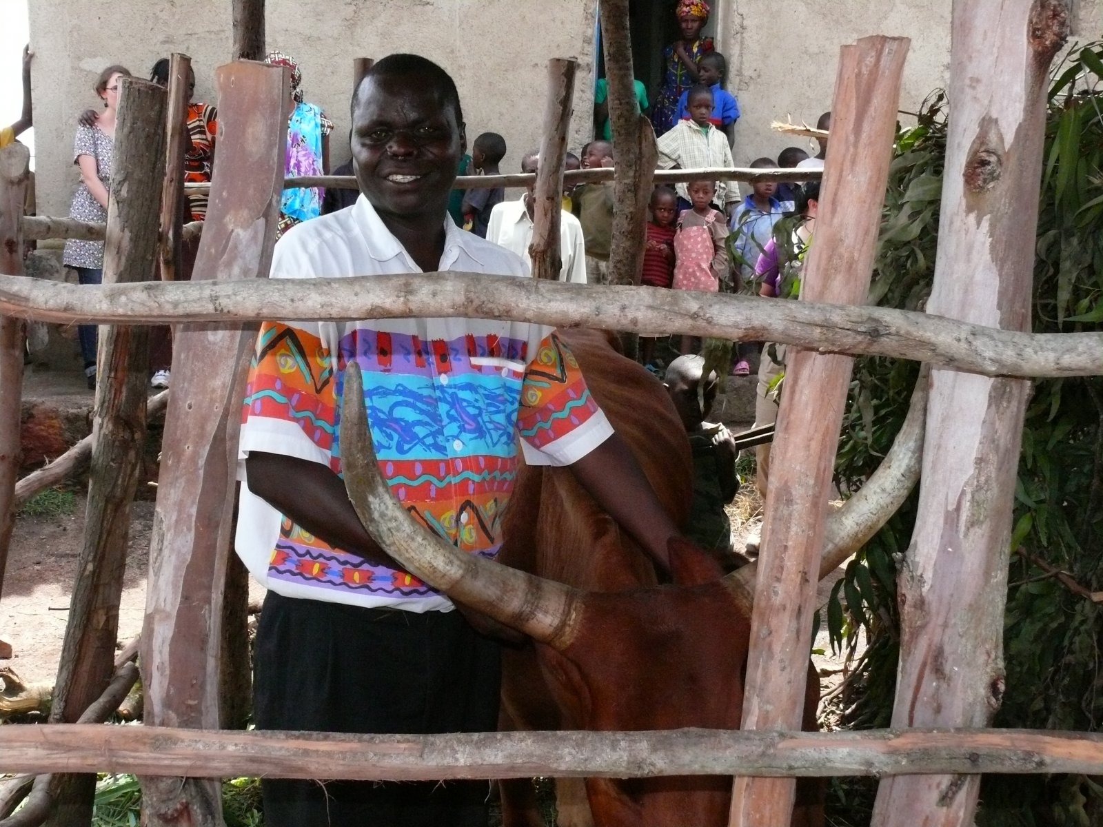 Cow for peace -Rwanda