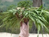 Mugina - Rwanda